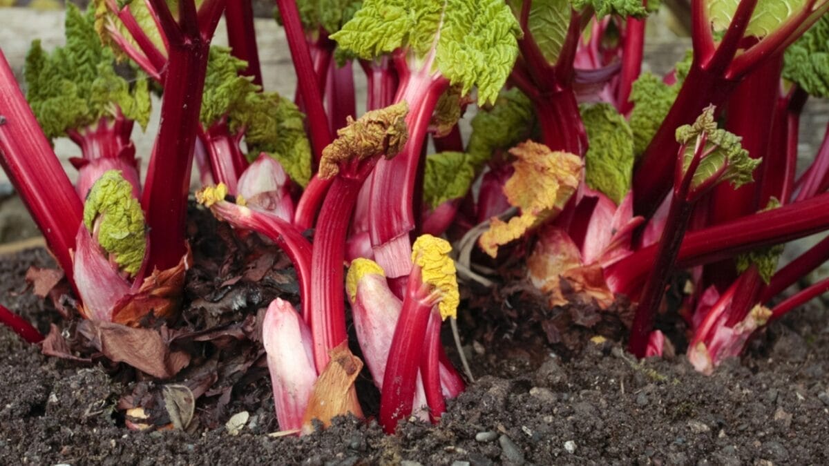 Rhubarb: An Ancient Herb Worth Growing – Here's How to Do It 10 Rhubarb: An Ancient Herb Worth Growing – Here's How to Do It - rhubarb stem dp5031996