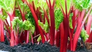 Rhubarb: An Ancient Herb Worth Growing – Here's How to Do It 1 Rhubarb: An Ancient Herb Worth Growing – Here's How to Do It - rhubarb stem plant ss1891407376