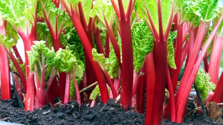 Rhubarb: An Ancient Herb Worth Growing – Here's How to Do It 9 Rhubarb: An Ancient Herb Worth Growing – Here's How to Do It - rhubarb stem plant ss1891407376