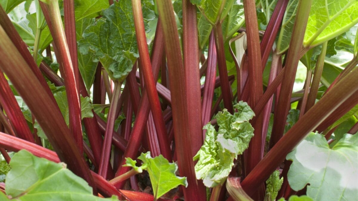 Rhubarb: An Ancient Herb Worth Growing – Here's How to Do It 9 Rhubarb: An Ancient Herb Worth Growing – Here's How to Do It - rhubarb stem with leaves dp16017155
