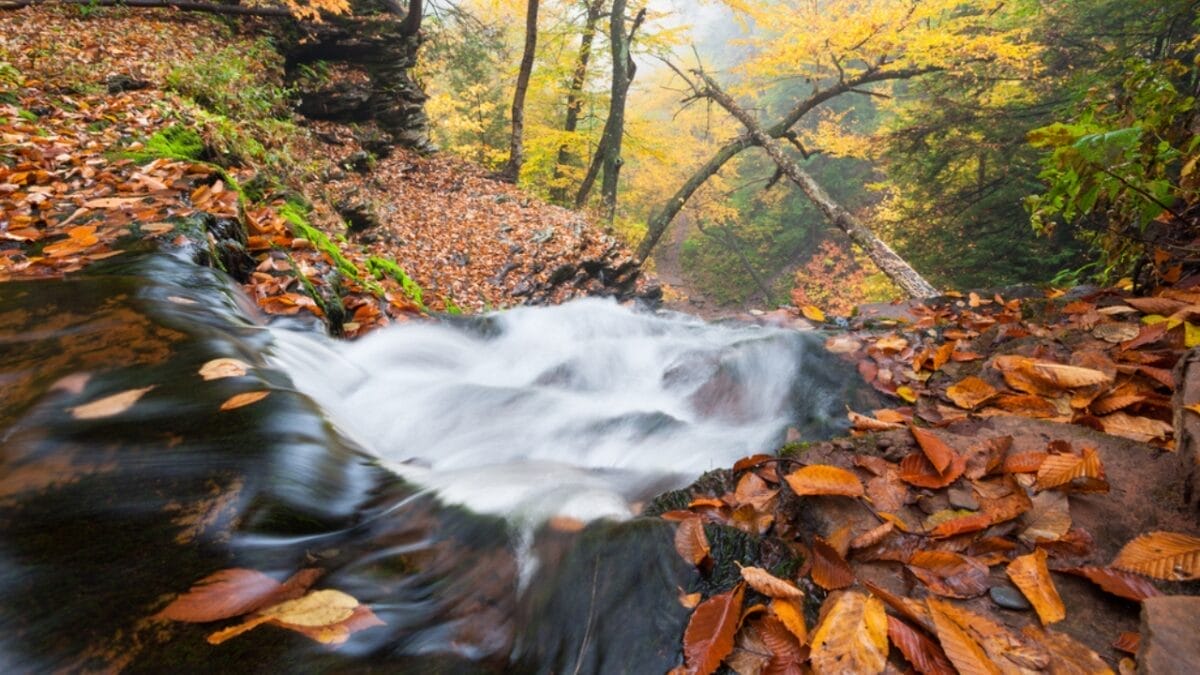 35 Dog Walking Trails That Prove USA Is a Dog's Paradise 13 35 Dog Walking Trails That Prove USA Is a Dog's Paradise - ricketts glen state park waterfall trail pennsylvania ss161420066