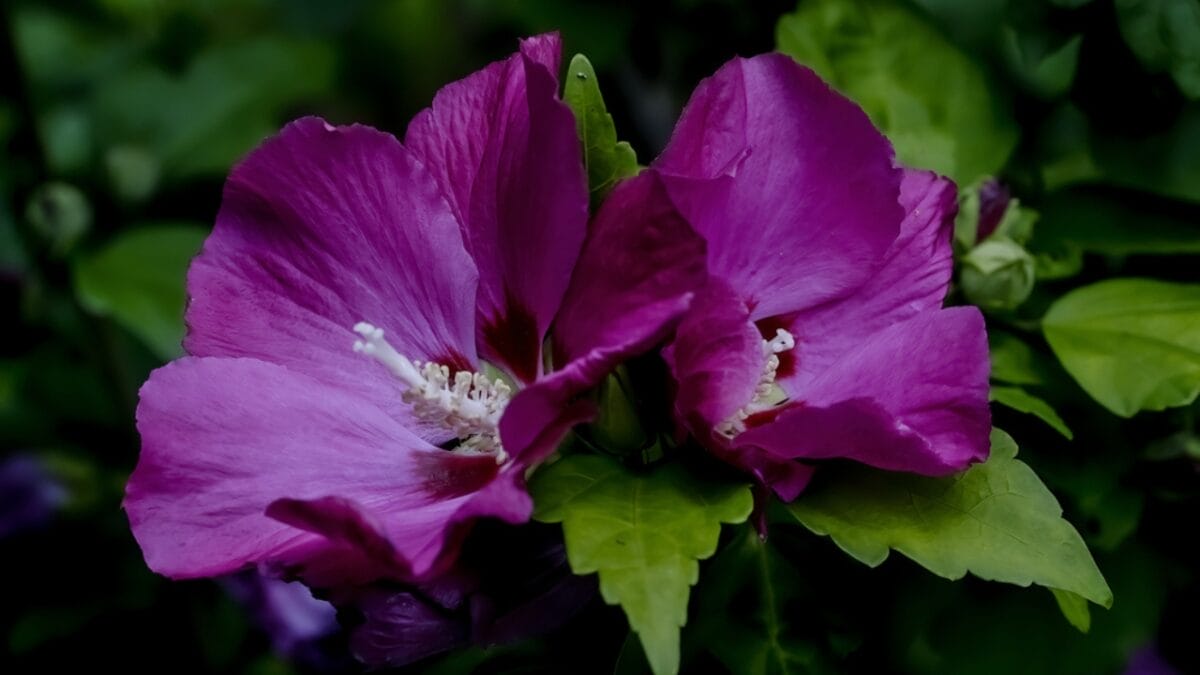 Bring the Tropics to Cold Climates with These 11 Exotic-Looking Plants 3 Bring the Tropics to Cold Climates with These 11 Exotic-Looking Plants - rose of sharon flower dp463473294
