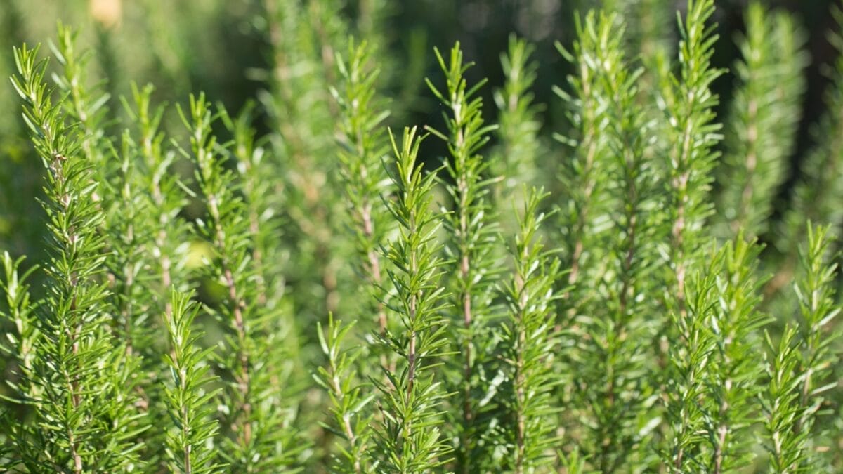 15 Natural Scents to Repel Ants & Keep Your Home Fresh - rosemary ss374715127
