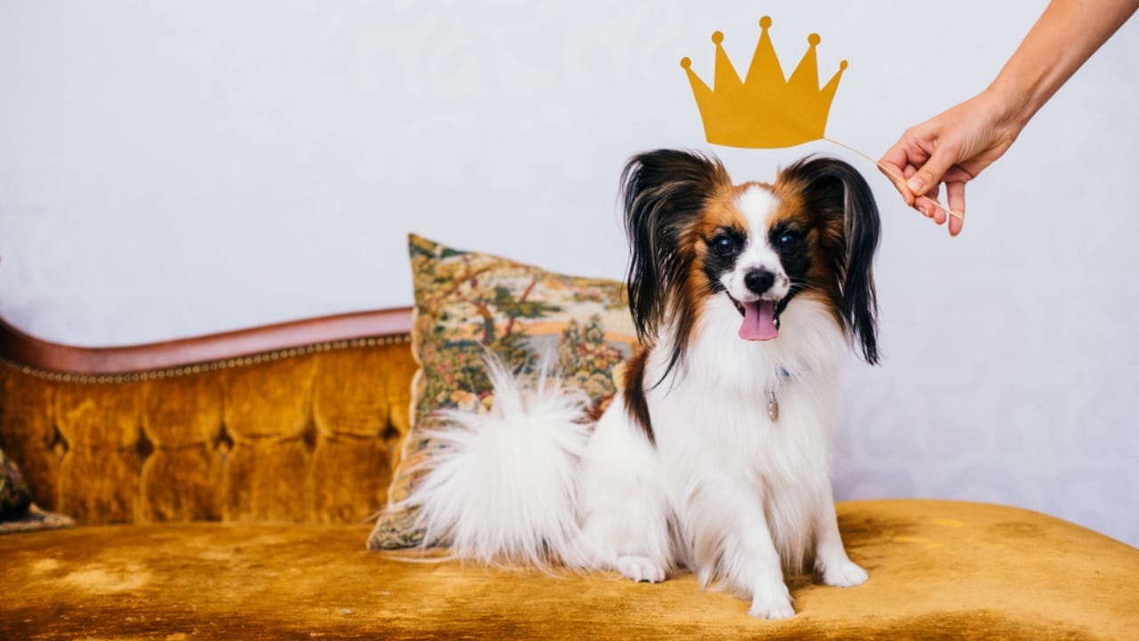 10 Papillon Dog Facts Every Pet Lover Should Know 3 10 Papillon Dog Facts Every Pet Lover Should Know - royalty papillon dog ss500281498