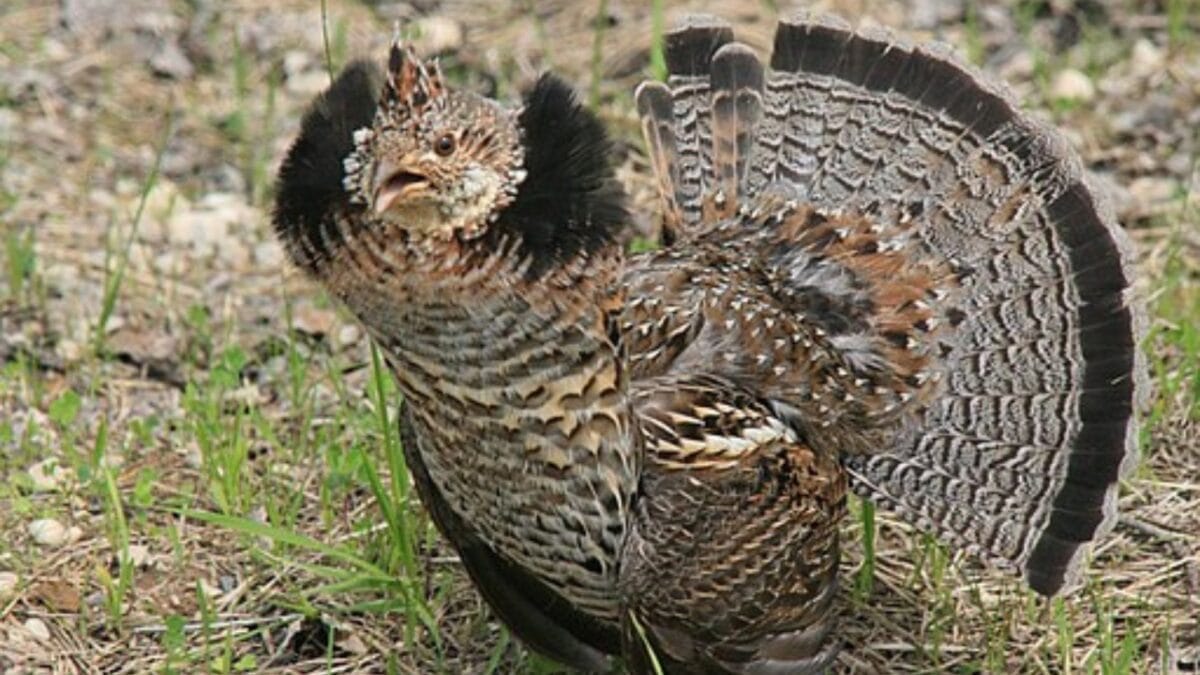 15 Dangerous Birds in North America You Don't Want to Mess With 17 15 Dangerous Birds in North America You Don't Want to Mess With - ruffed grouse wc