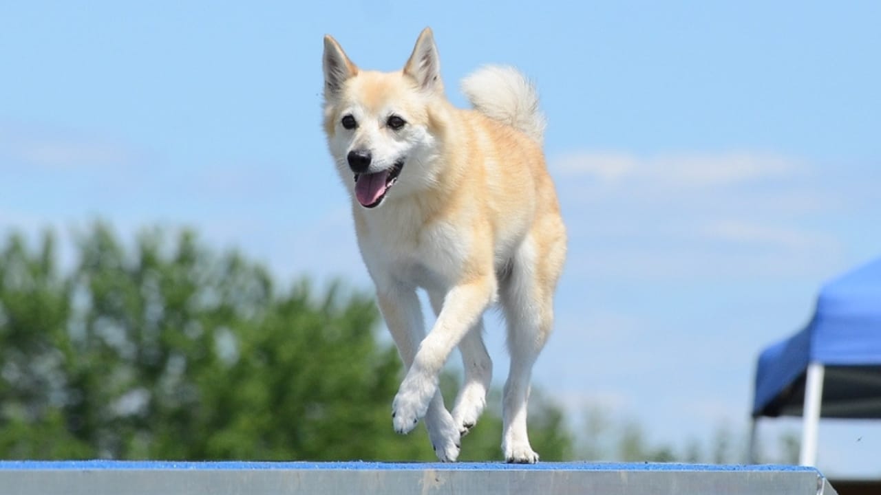 Norwegian Buhund: Why This Viking Dog Could Be Your Best Friend 4 Norwegian Buhund: Why This Viking Dog Could Be Your Best Friend - running norweigan buhund ss400840111