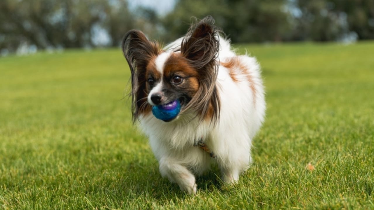 10 Papillon Dog Facts Every Pet Lover Should Know 8 10 Papillon Dog Facts Every Pet Lover Should Know - running papillon dog ss2509321745