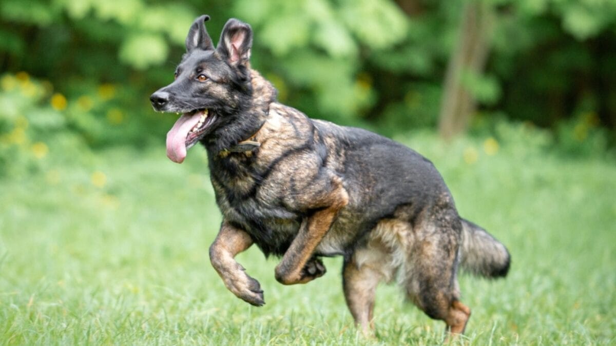 The Distinct Traits of Male & Female German Shepherds: Here’s What You Need to Know 4 The Distinct Traits of Male & Female German Shepherds: Here’s What You Need to Know - running sable german shepherd ss2308239031