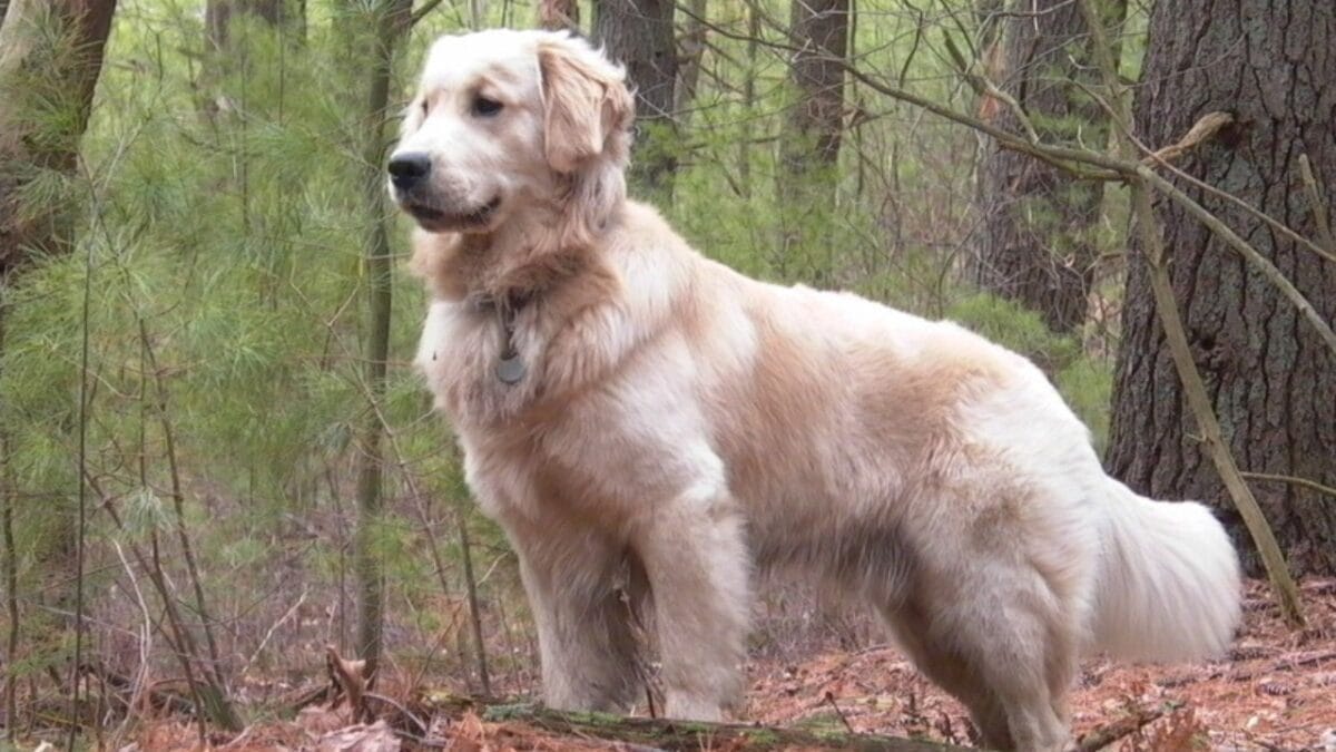 9 Dog Breeds That Once Roamed Earth But Now Are No Longer With Us 8 9 Dog Breeds That Once Roamed Earth But Now Are No Longer With Us - russian tracker wc