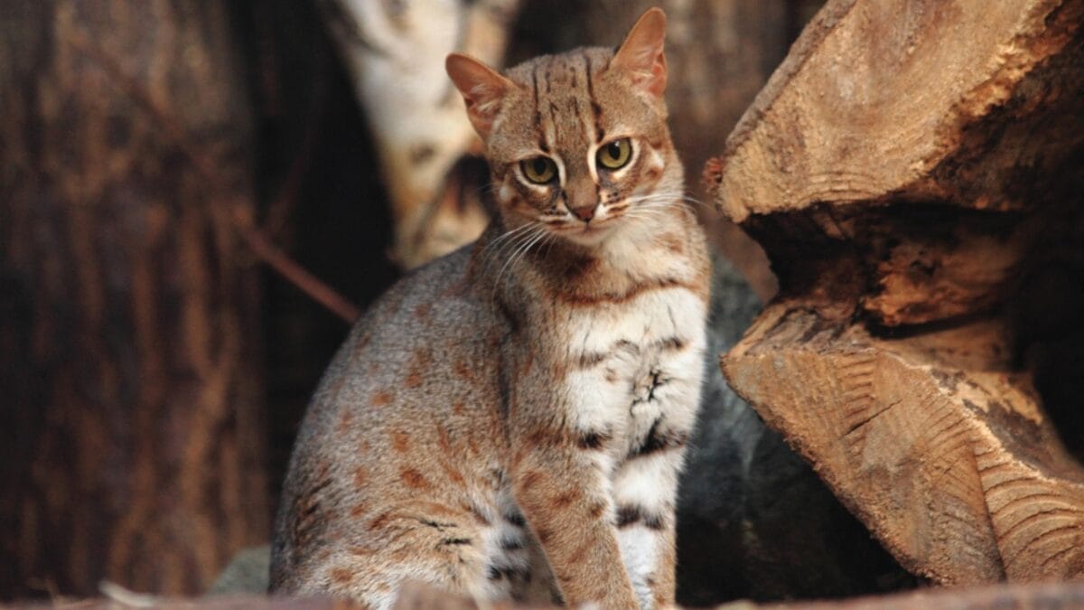10 Majestic Wild Cats You've Never Heard of (But Will Never Forget) 10 10 Majestic Wild Cats You've Never Heard of (But Will Never Forget) - rusty spotted cat dp181169400