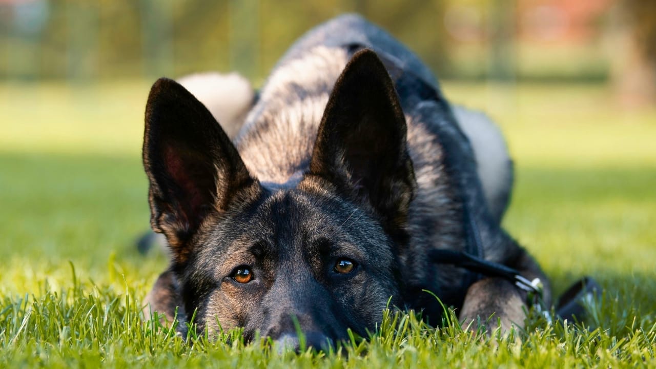 15 Animals That Seem to Understand Death in Surprising Ways 8 15 Animals That Seem to Understand Death in Surprising Ways - sable german shepard s2304853741