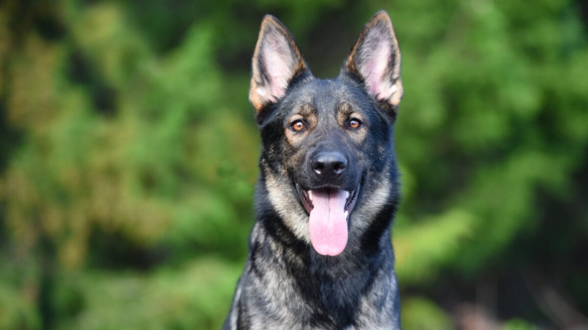 15 Tough Dog Breeds That Prove They Can Handle Anything 2 15 Tough Dog Breeds That Prove They Can Handle Anything - sable german shepherd appearance ss1048964906