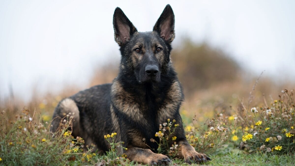 The Sable German Shepherd: A True Icon of the Breed 2 The Sable German Shepherd: A True Icon of the Breed - sable german shepherd coat ss1576104952