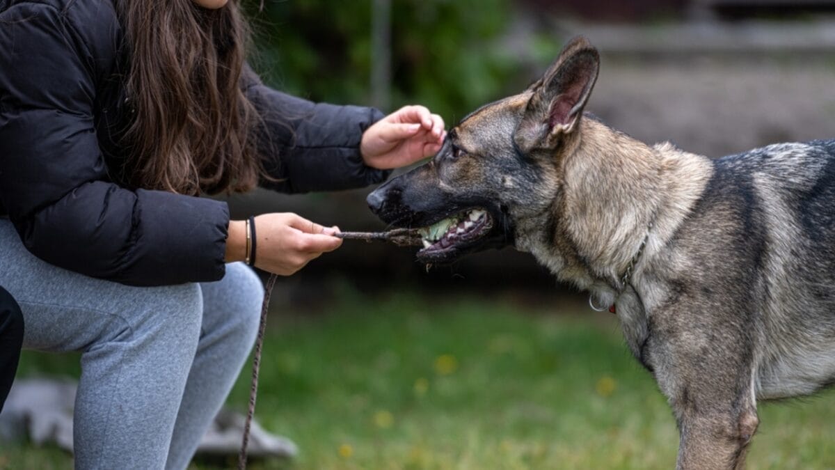 The Sable German Shepherd: A True Icon of the Breed 4 The Sable German Shepherd: A True Icon of the Breed - sable german shepherd with owner ss2232603683