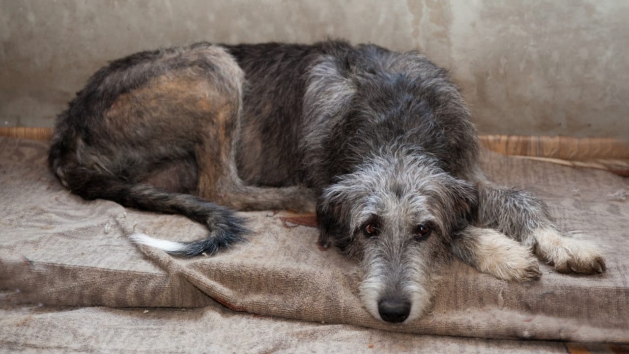 The Majestic Irish Wolfhound: 10 Facts That Show There’s More to This Breed 9 The Majestic Irish Wolfhound: 10 Facts That Show There’s More to This Breed - sad irish wolfhound ss1354663970