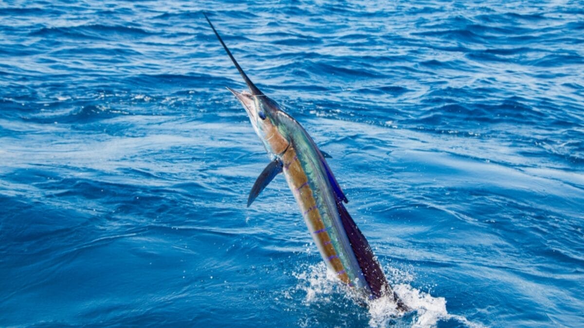 12 of the Fastest Animals in the World 5 12 of the Fastest Animals in the World - sailfish ss1427983043