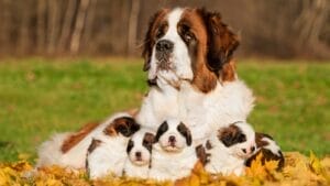 5 Iconic Saint Bernards from Pop Culture That Will Melt Your Heart 1 5 Iconic Saint Bernards from Pop Culture That Will Melt Your Heart - saint bernard ss161495657