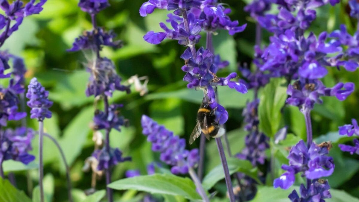 Bee-Friendly Blooms: 12 Flowers That Attract Bees All Season Long 11 Bee-Friendly Blooms: 12 Flowers That Attract Bees All Season Long - salvia wtih bee dp299127956