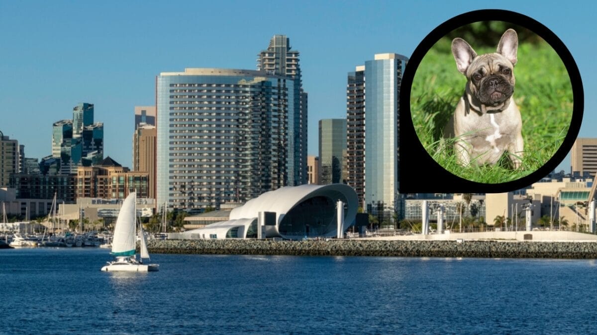 15 American Cities With the Cutest Dogs 5 15 American Cities With the Cutest Dogs - san diego california ss2266218267 dp7496665