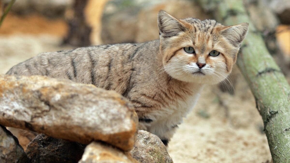 10 Majestic Wild Cats You've Never Heard of (But Will Never Forget) 6 10 Majestic Wild Cats You've Never Heard of (But Will Never Forget) - sand cat dp346297294