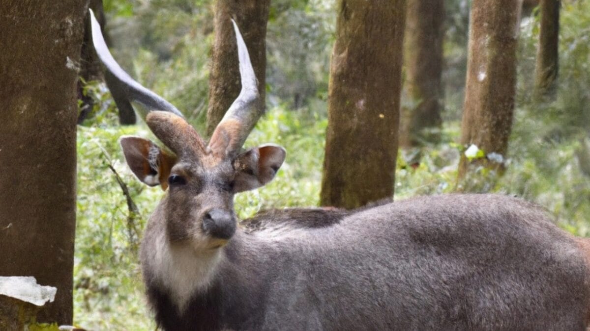 15 Rare Animal Species You’ll Rarely See as They Face Extinction in the Wild - saola asian unicorn ss2274570247