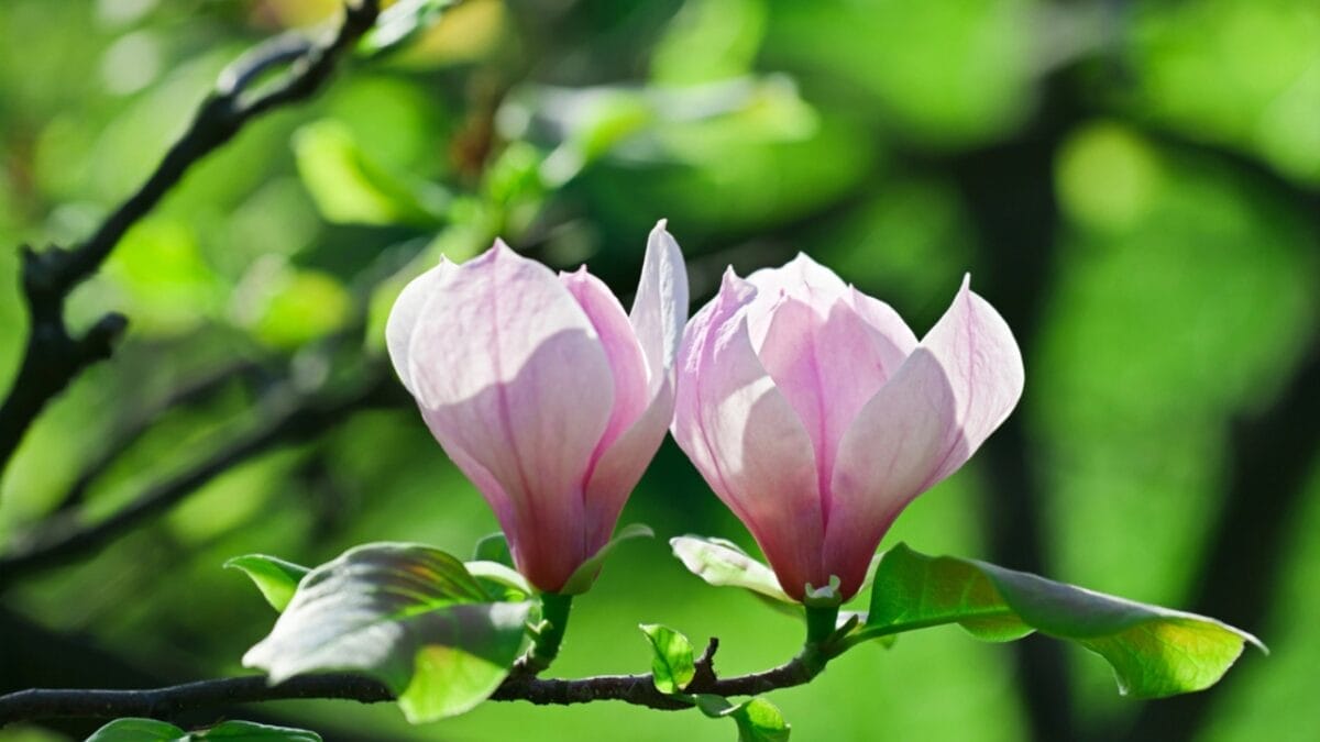 15 Pink Flowering Trees to Add a Splash of Color to Your Garden - saucer magnolia flower dp5633307
