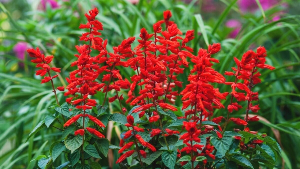 How to Create a Hummingbird Haven with Scarlet Sage 3 How to Create a Hummingbird Haven with Scarlet Sage - scarlet sage ss2194342417