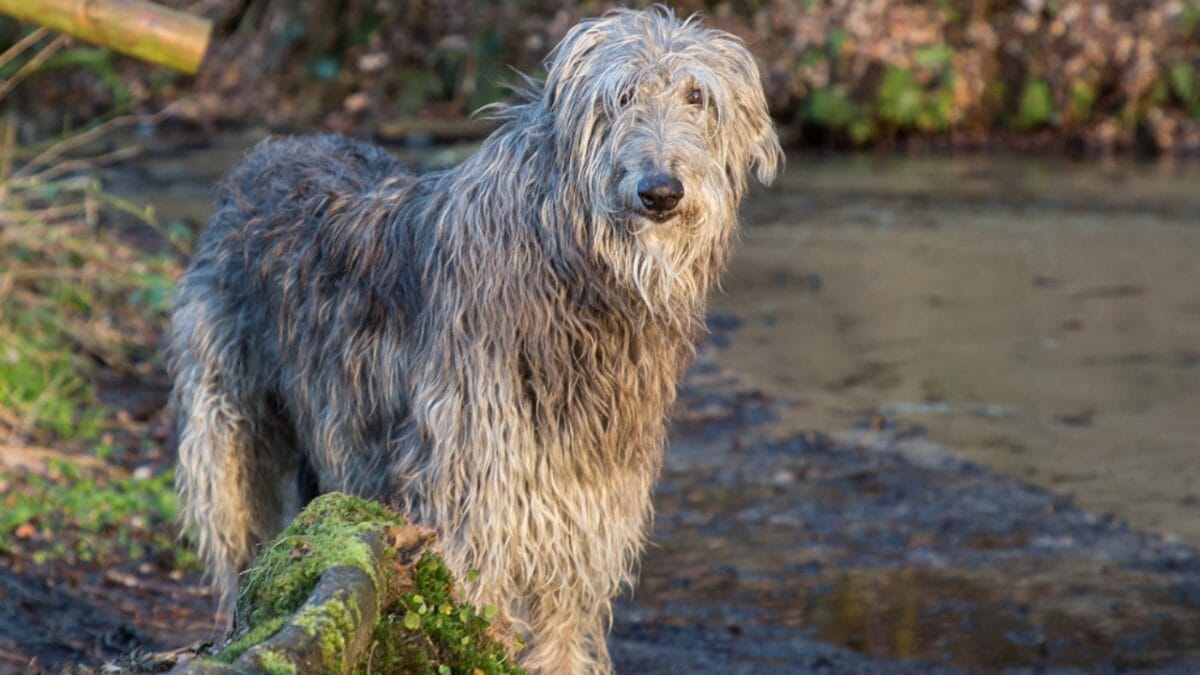 10 Things to Know About Scottish Deerhound Dogs Before Bringing One Home 5 10 Things to Know About Scottish Deerhound Dogs Before Bringing One Home - scottish deerhound gentle ss1672816027