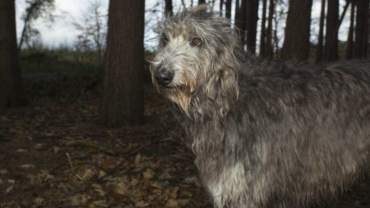 10 Things to Know About Scottish Deerhound Dogs Before Bringing One Home 2 10 Things to Know About Scottish Deerhound Dogs Before Bringing One Home - scottish deerhound in forest ss372338086