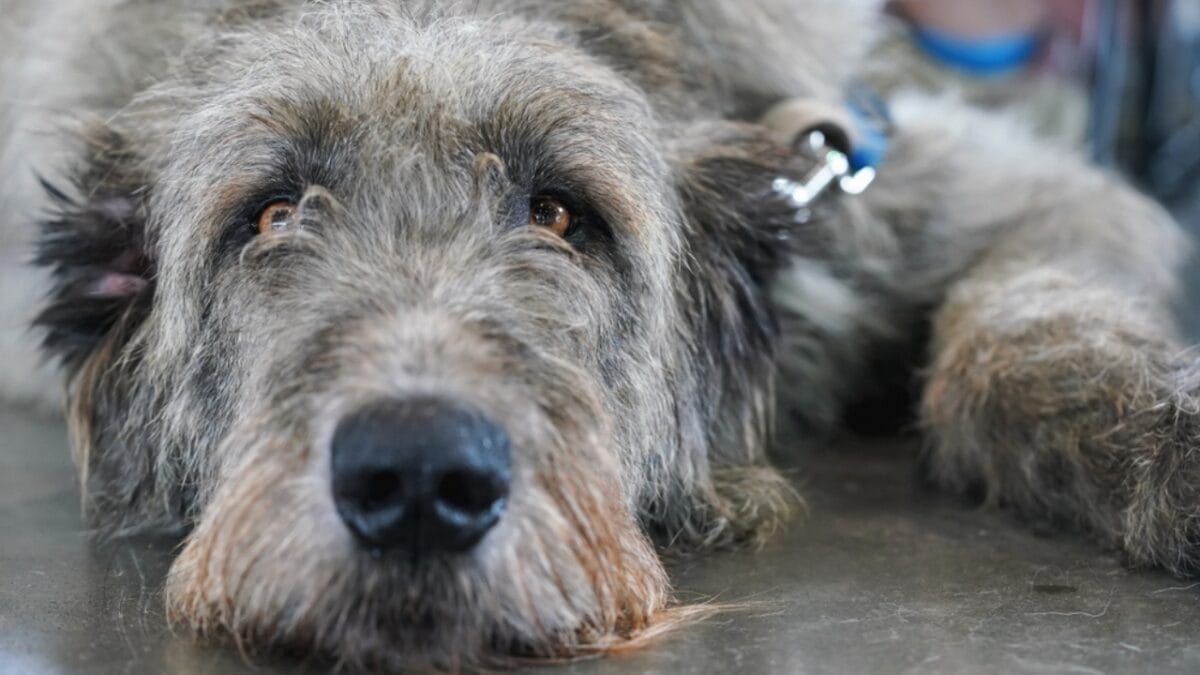 10 Things to Know About Scottish Deerhound Dogs Before Bringing One Home 8 10 Things to Know About Scottish Deerhound Dogs Before Bringing One Home - scottish deerhound lifespan ss1526609450