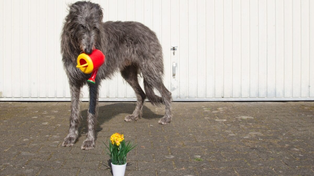 10 Things to Know About Scottish Deerhound Dogs Before Bringing One Home 10 10 Things to Know About Scottish Deerhound Dogs Before Bringing One Home - scottish deerhound training ss713995765
