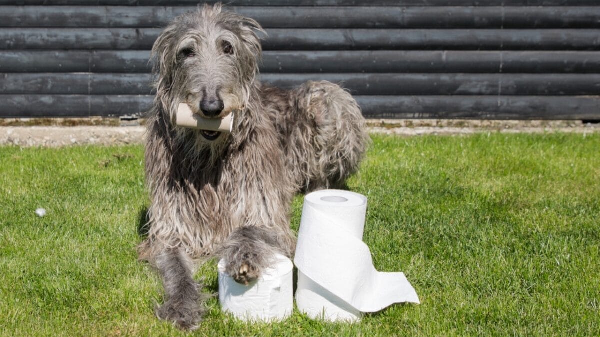 10 Things to Know About Scottish Deerhound Dogs Before Bringing One Home 9 10 Things to Know About Scottish Deerhound Dogs Before Bringing One Home - scottish deerhound with tissue ss1746412058