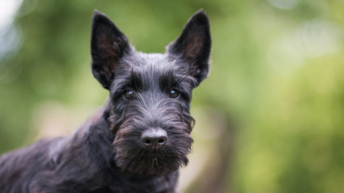 10 Things Every Future Scottish Terrier Dog Owner Should Be Aware Of 3 10 Things Every Future Scottish Terrier Dog Owner Should Be Aware Of - scottish terrier dog face ss1169815744
