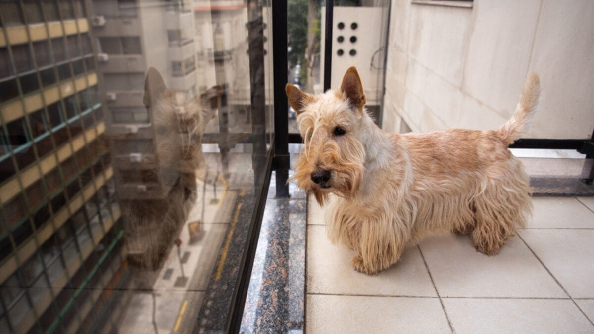 10 Things Every Future Scottish Terrier Dog Owner Should Be Aware Of 8 10 Things Every Future Scottish Terrier Dog Owner Should Be Aware Of - scottish terrier dog in apartment ss1513454378