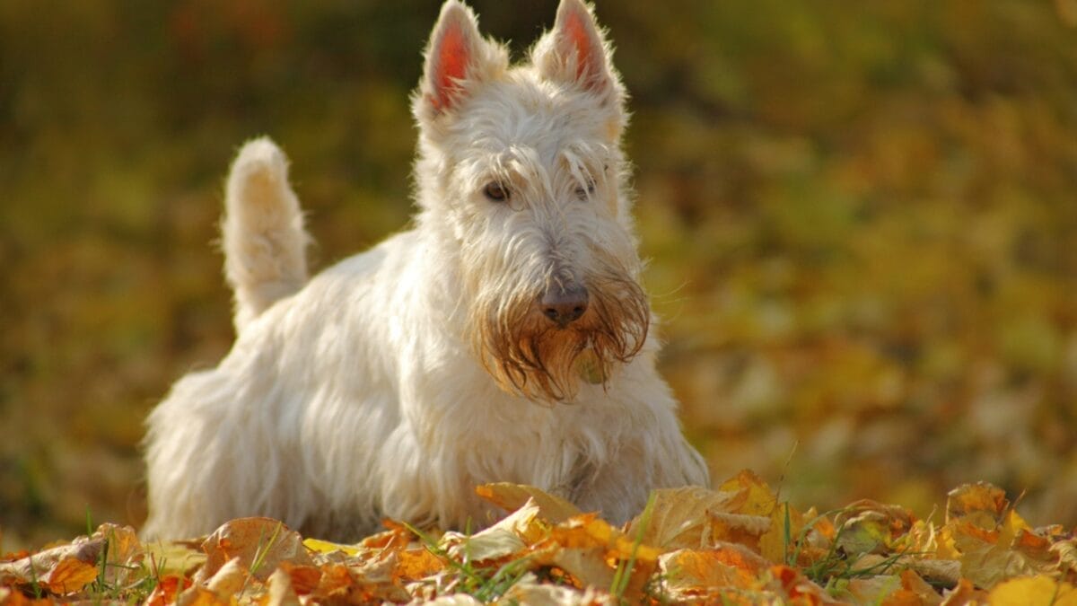 10 Things Every Future Scottish Terrier Dog Owner Should Be Aware Of 10 10 Things Every Future Scottish Terrier Dog Owner Should Be Aware Of - scottish terrier dog on leaves ss737093839
