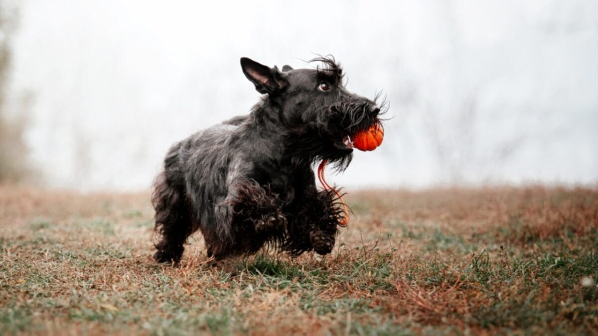 10 Things Every Future Scottish Terrier Dog Owner Should Be Aware Of 6 10 Things Every Future Scottish Terrier Dog Owner Should Be Aware Of - scottish terrier dog playing ss1553823875