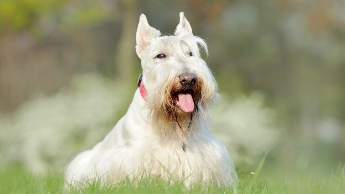 10 Things Every Future Scottish Terrier Dog Owner Should Be Aware Of 4 10 Things Every Future Scottish Terrier Dog Owner Should Be Aware Of - scottish terrier dog sitting grass tongue ss1784010128