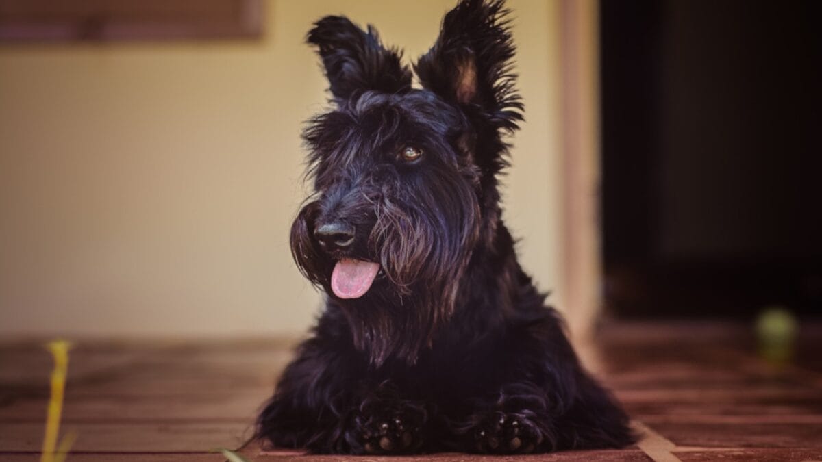 10 Things Every Future Scottish Terrier Dog Owner Should Be Aware Of 5 10 Things Every Future Scottish Terrier Dog Owner Should Be Aware Of - scottish terrier dog sitting porch ss1323212204