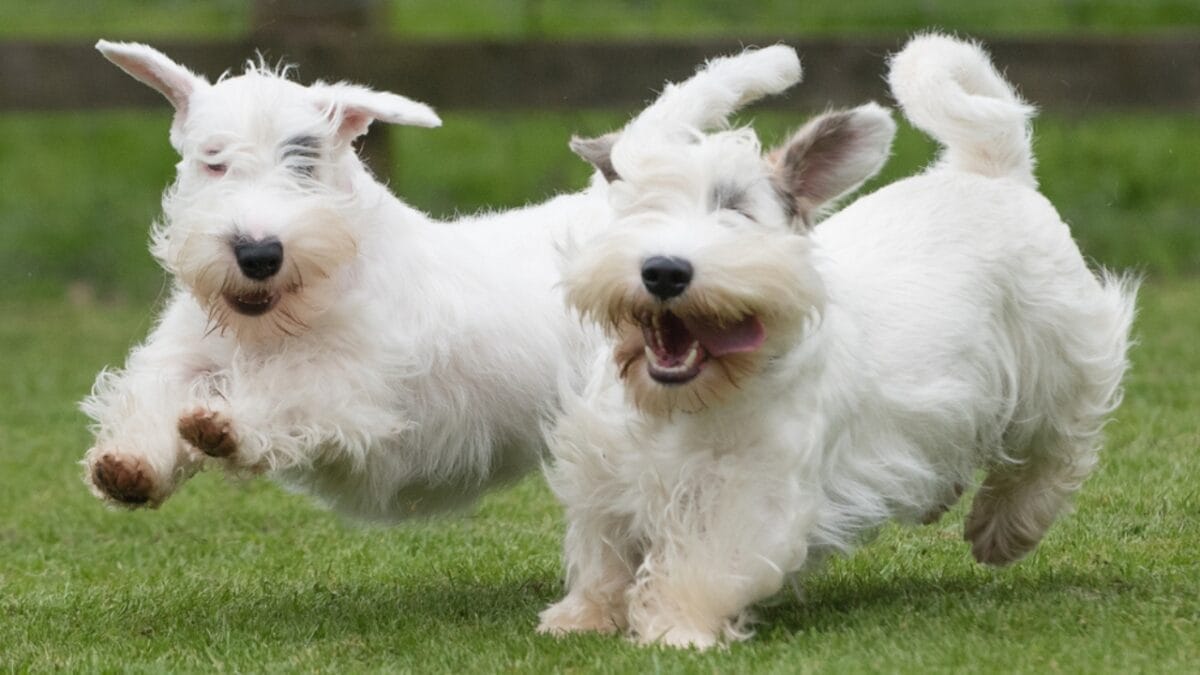 Before Getting a Sealyham Terrier Dog: 10 Things You Should Know 5 Before Getting a Sealyham Terrier Dog: 10 Things You Should Know - sealyham terrier exercise ss1704827704