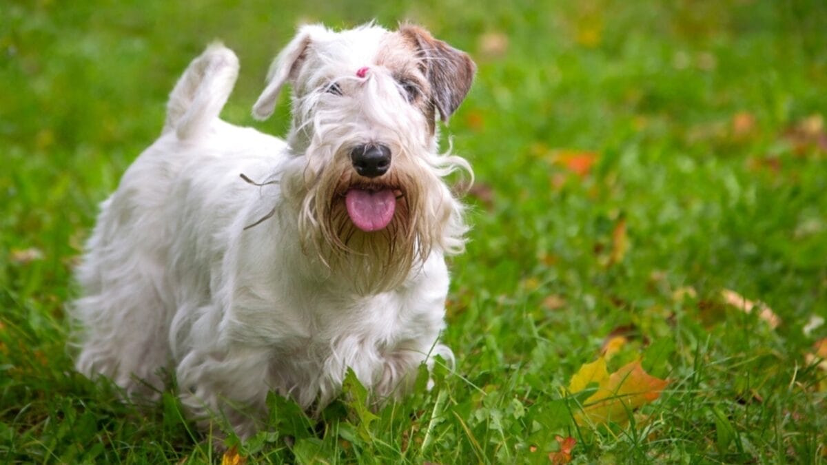 Before Getting a Sealyham Terrier Dog: 10 Things You Should Know 10 Before Getting a Sealyham Terrier Dog: 10 Things You Should Know - sealyham terrier in yard ss2219713663
