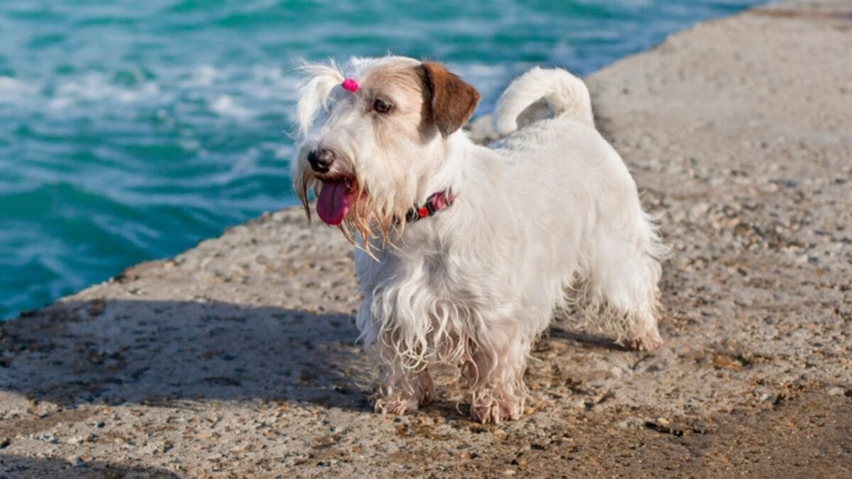 Before Getting a Sealyham Terrier Dog: 10 Things You Should Know 2 Before Getting a Sealyham Terrier Dog: 10 Things You Should Know - sealyham terrier origin ss2154797897