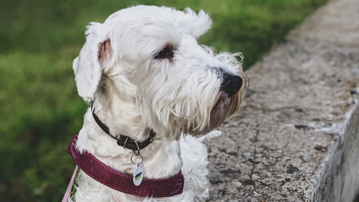 Before Getting a Sealyham Terrier Dog: 10 Things You Should Know 11 Before Getting a Sealyham Terrier Dog: 10 Things You Should Know - sealyham terrier sad ss2344130967