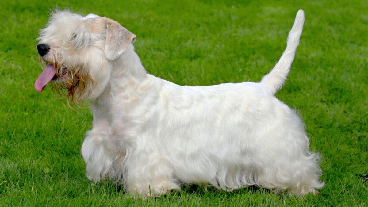 Before Getting a Sealyham Terrier Dog: 10 Things You Should Know 3 Before Getting a Sealyham Terrier Dog: 10 Things You Should Know - sealyham terrier size ss218131693