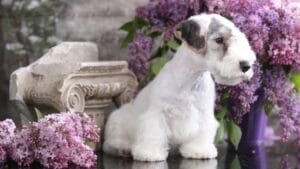 Before Getting a Sealyham Terrier Dog: 10 Things You Should Know 1 Before Getting a Sealyham Terrier Dog: 10 Things You Should Know - sealyham terrier ss1411370189