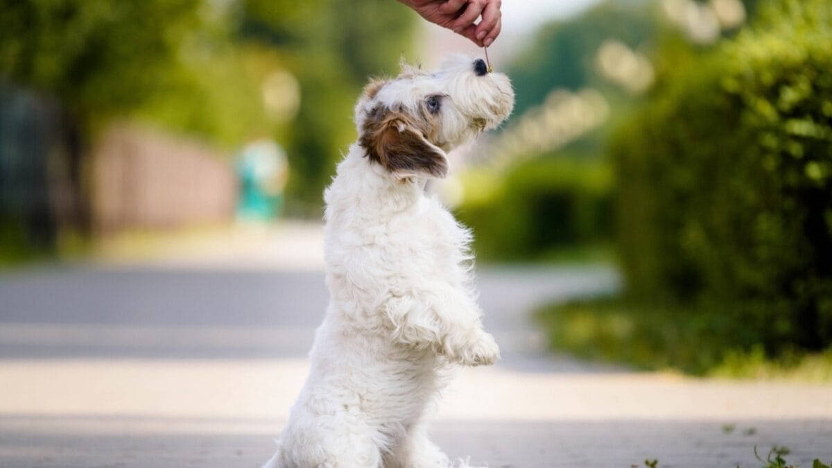 15 Dog Training Pitfalls to Avoid for a Better Bond with Your Pet 10 15 Dog Training Pitfalls to Avoid for a Better Bond with Your Pet - sealyham terrier training ss2040046040