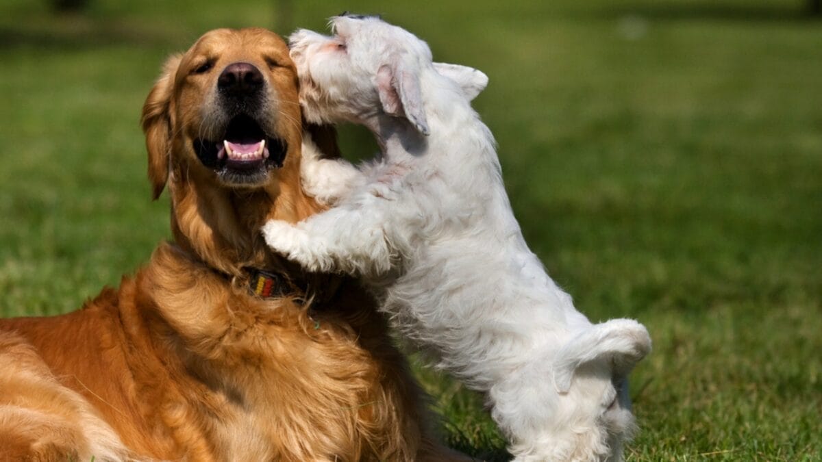 Before Getting a Sealyham Terrier Dog: 10 Things You Should Know 8 Before Getting a Sealyham Terrier Dog: 10 Things You Should Know - sealyham terrier with pet ss18828205