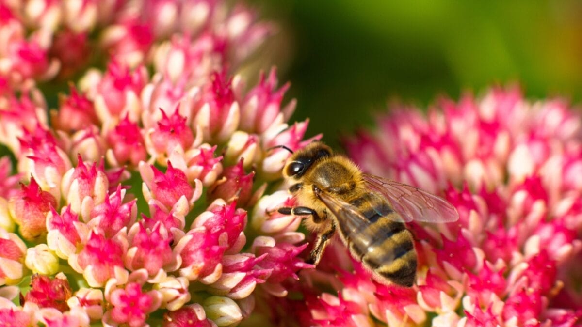 Bee-Friendly Blooms: 12 Flowers That Attract Bees All Season Long 10 Bee-Friendly Blooms: 12 Flowers That Attract Bees All Season Long - sedum with bee dp95591952