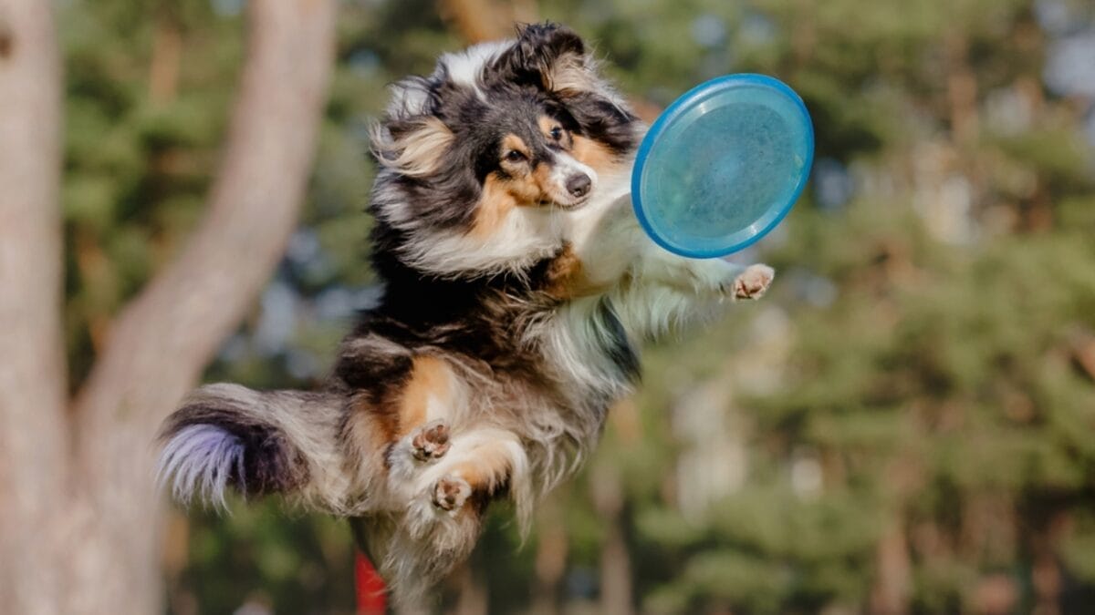 Shetland Sheepdogs: 6 Things Only a Few Owners Usually Know 3 Shetland Sheepdogs: 6 Things Only a Few Owners Usually Know - shetland sheepdog jumping frisbee ss1871333992