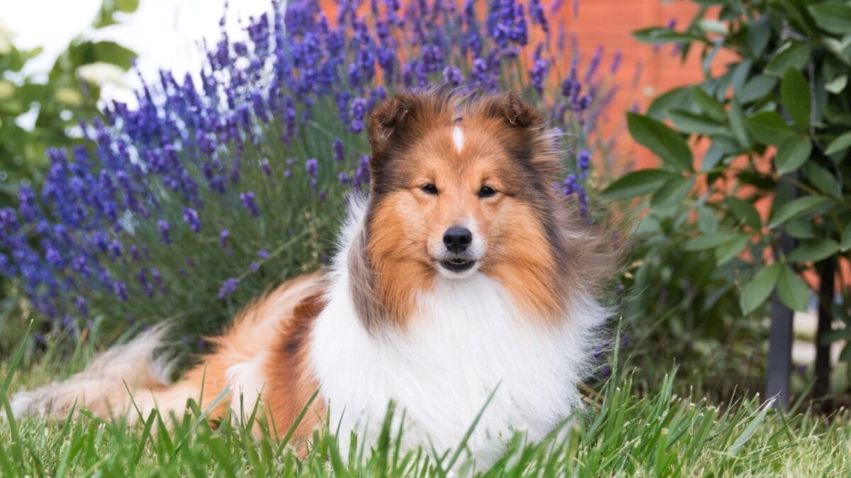 15 Dog Breeds Known for Their Fluffy, Cuddly Puppies - shetland sheepdog sitting with lavender ss1906895572
