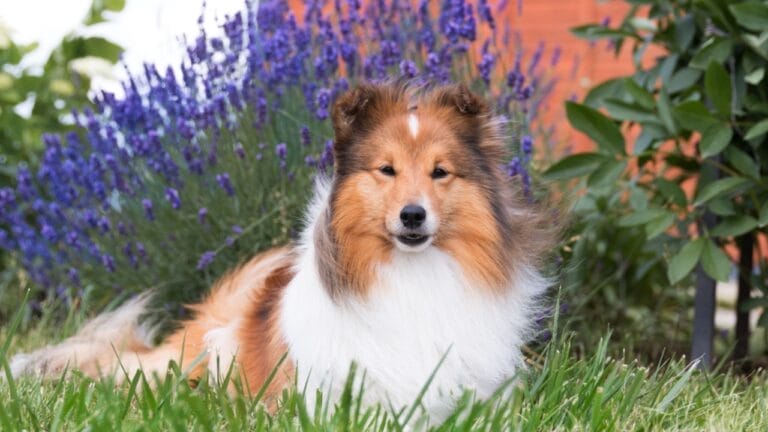 Shetland Sheepdogs: 6 Things Only a Few Owners Usually Know 1 Shetland Sheepdogs: 6 Things Only a Few Owners Usually Know - shetland sheepdog sitting with lavender ss1906895572